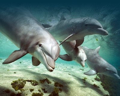 esencias delfin