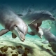 esencias delfin