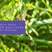 rock rose flor de bach
