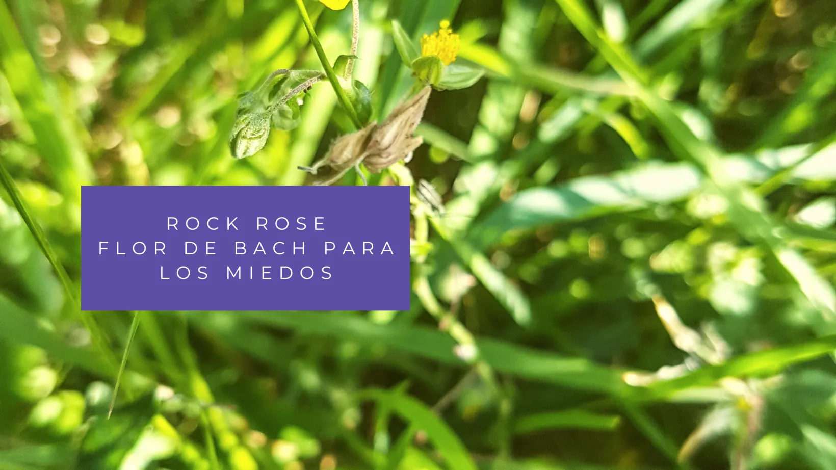 Rock Rose: Flor de Bach para el miedo