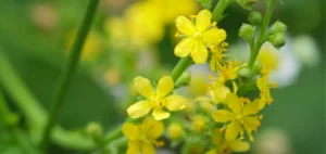 agrimony para confrontacion