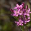 centaury flor de bach