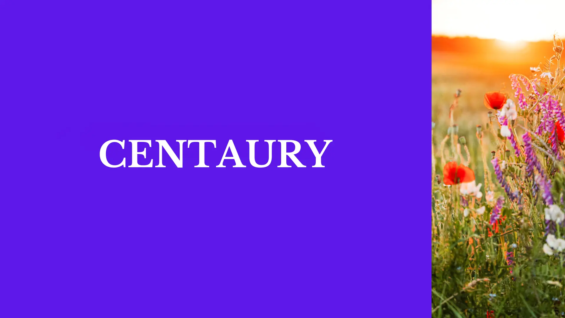 Centaury