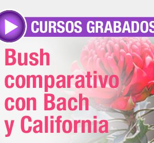 curso de bush comparativo con bash y california