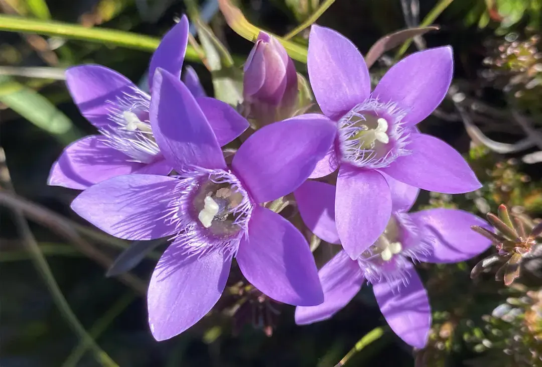 flor de bach gentian