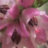 flor de bach heather