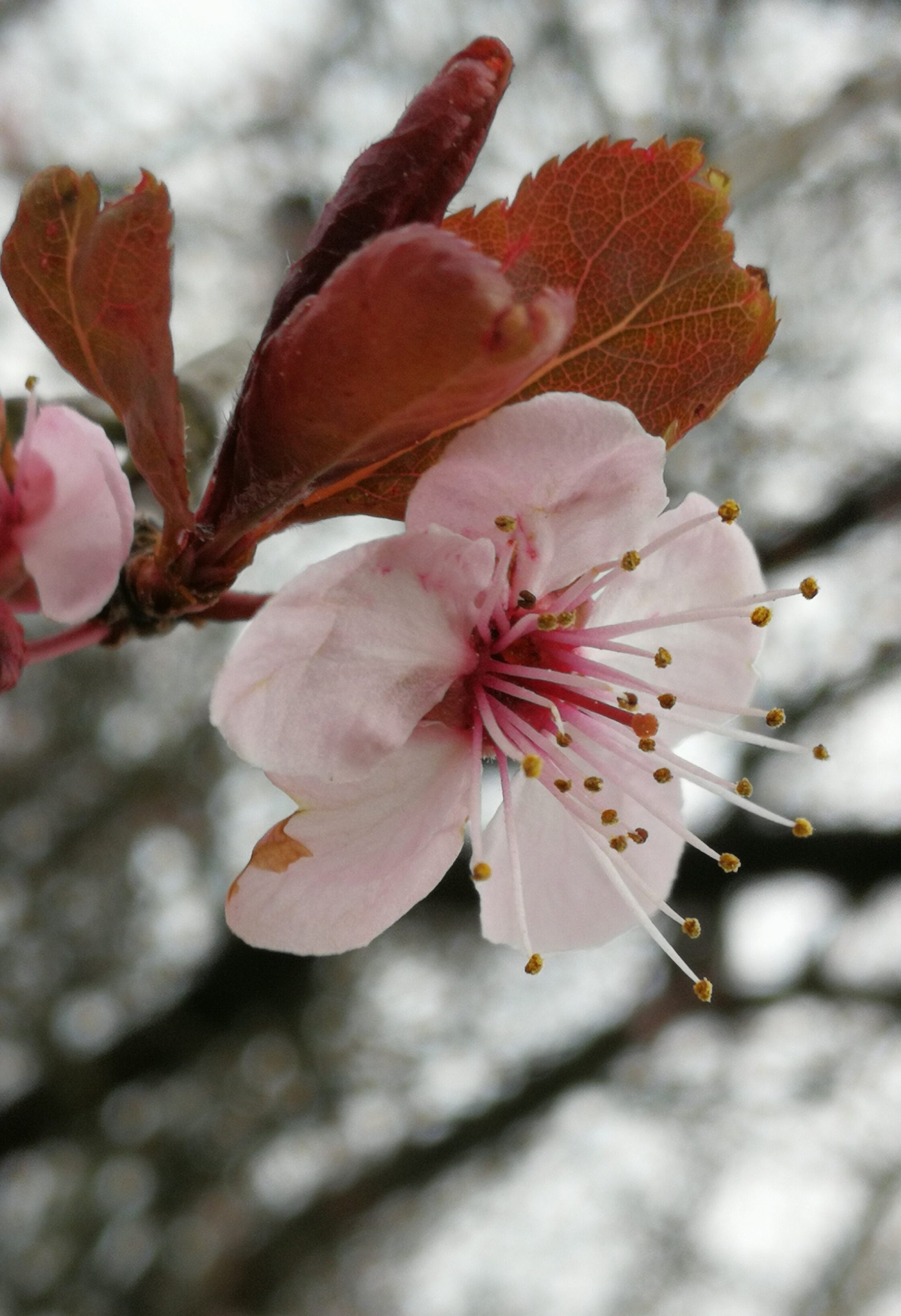 Cherry Plum / Cerasifera