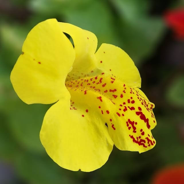 Mimulus / Mimulo