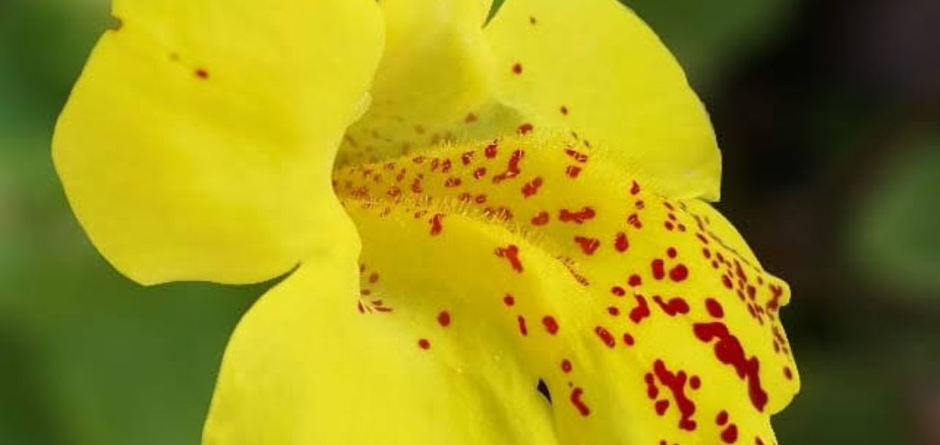 Mimulus / Mimulo