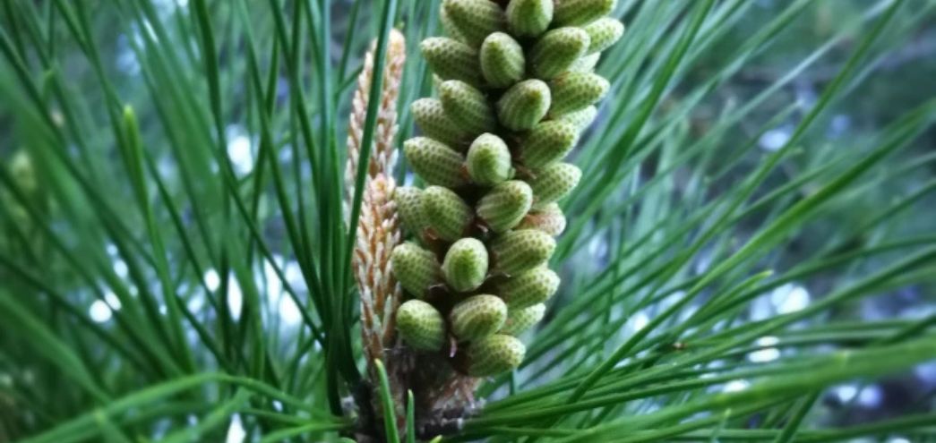 Pine / Pino