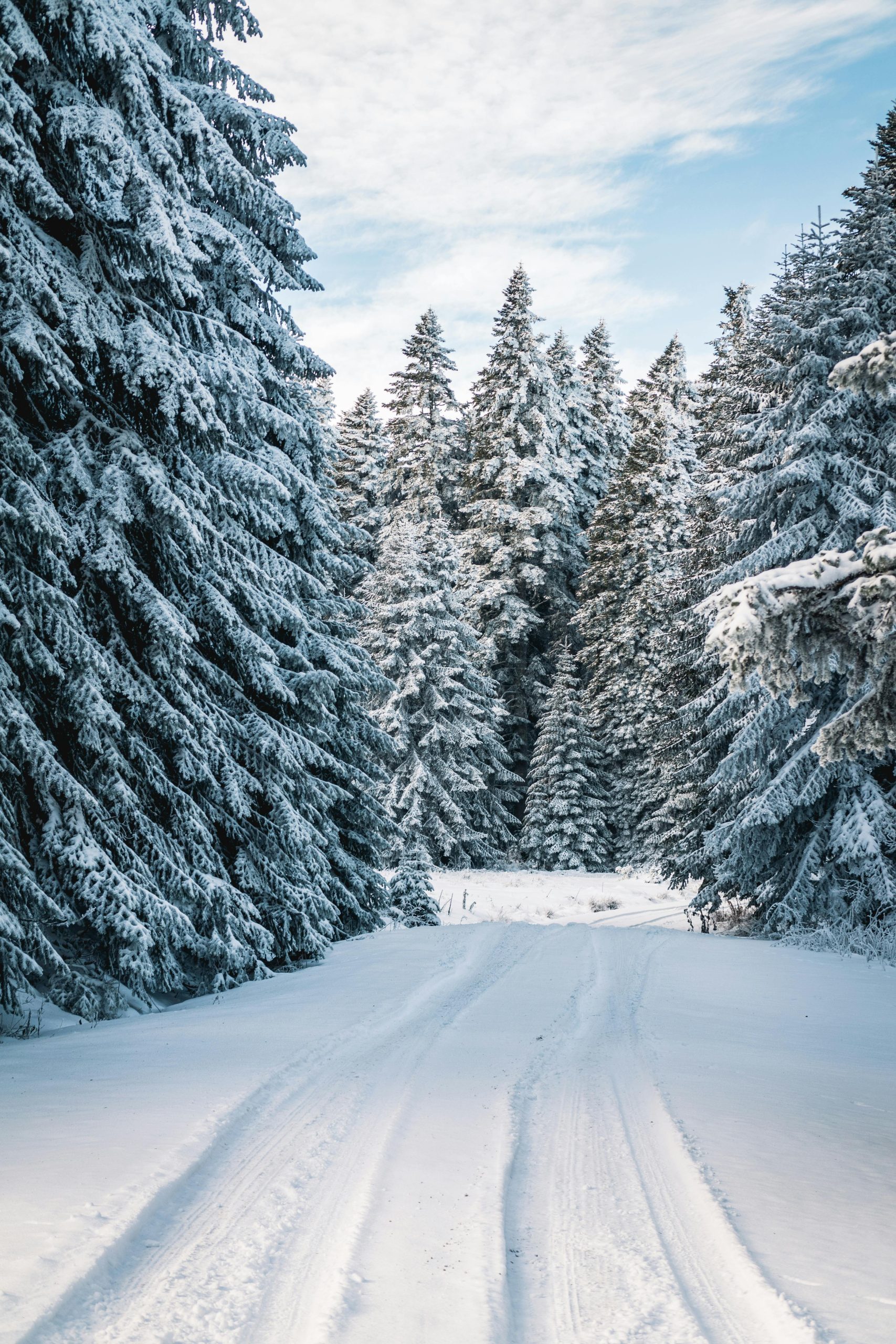 El Invierno y las Flores de Bach, California y Bush